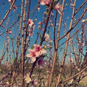 Meet your Posher, Ghadah